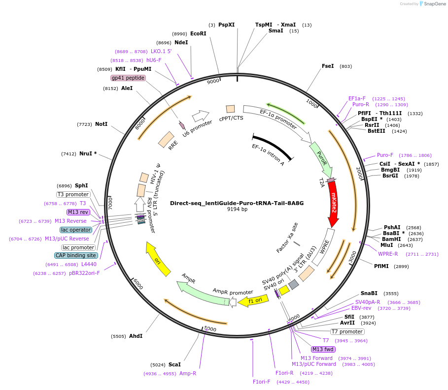 157984-plasmid-map-sequence-id-355759