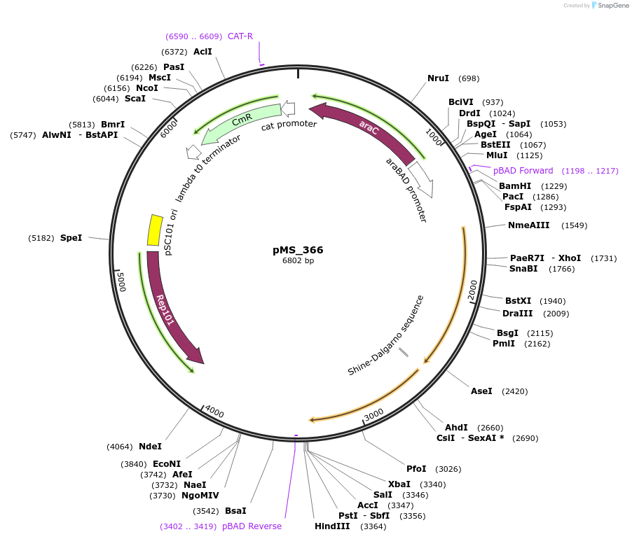 182131-plasmid-map-sequence-id-355782