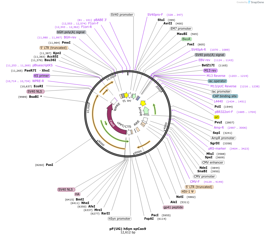 179725-plasmid-map-sequence-id-355783