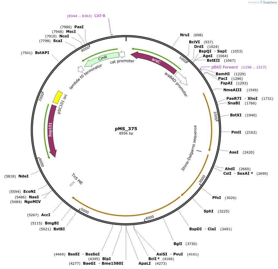 182132-plasmid-map-sequence-id-355786