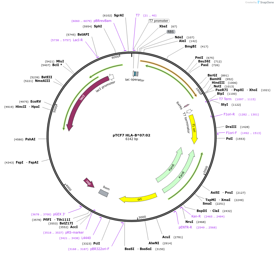 180446-plasmid-map-sequence-id-355789