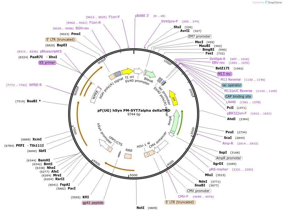 179720-plasmid-map-sequence-id-355792