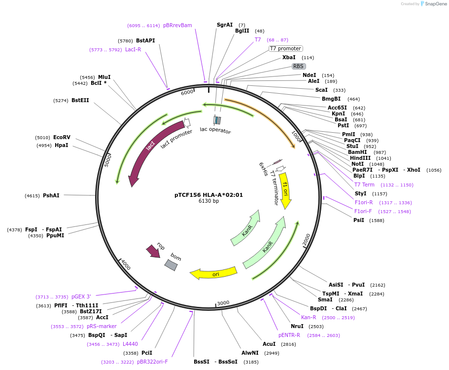 180456-plasmid-map-sequence-id-355799