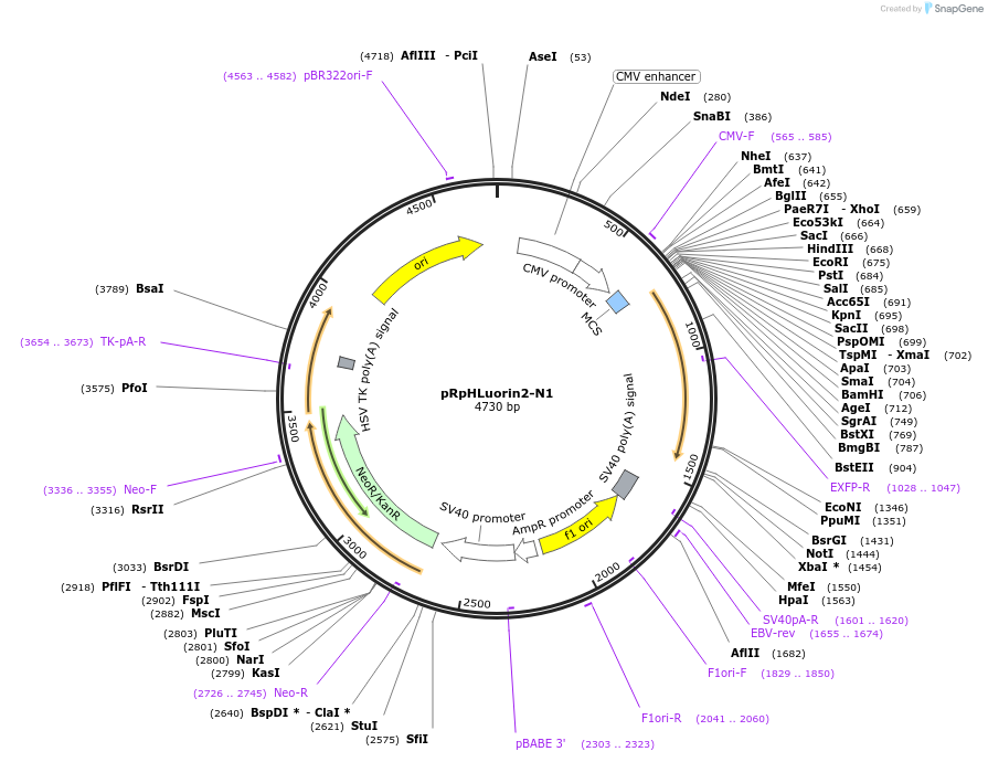 171716-plasmid-map-sequence-id-355805