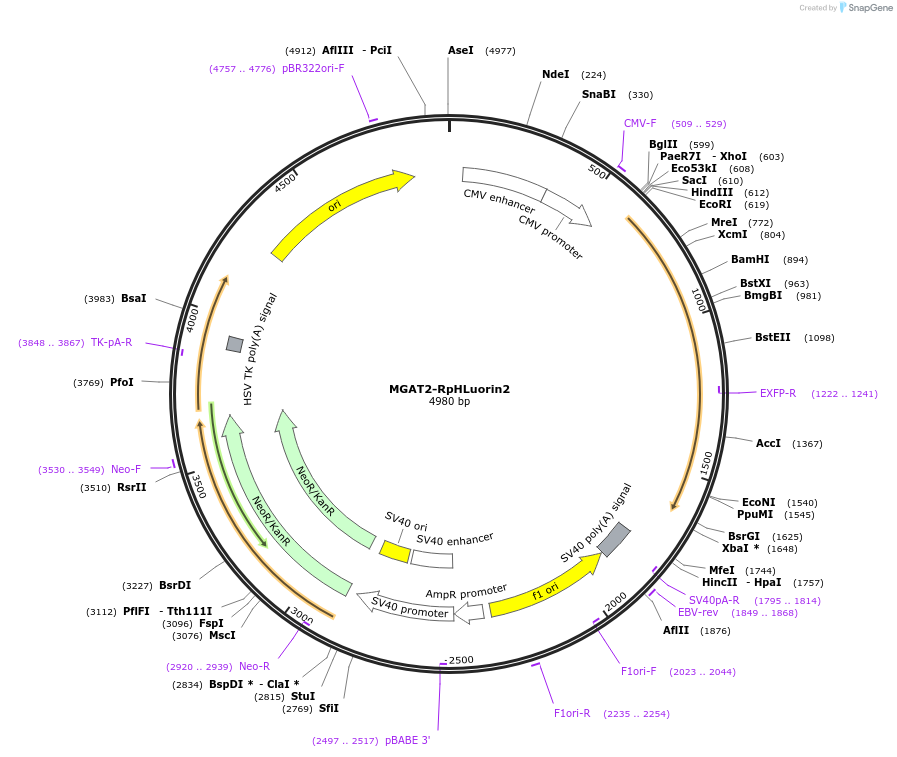 171718-plasmid-map-sequence-id-355808