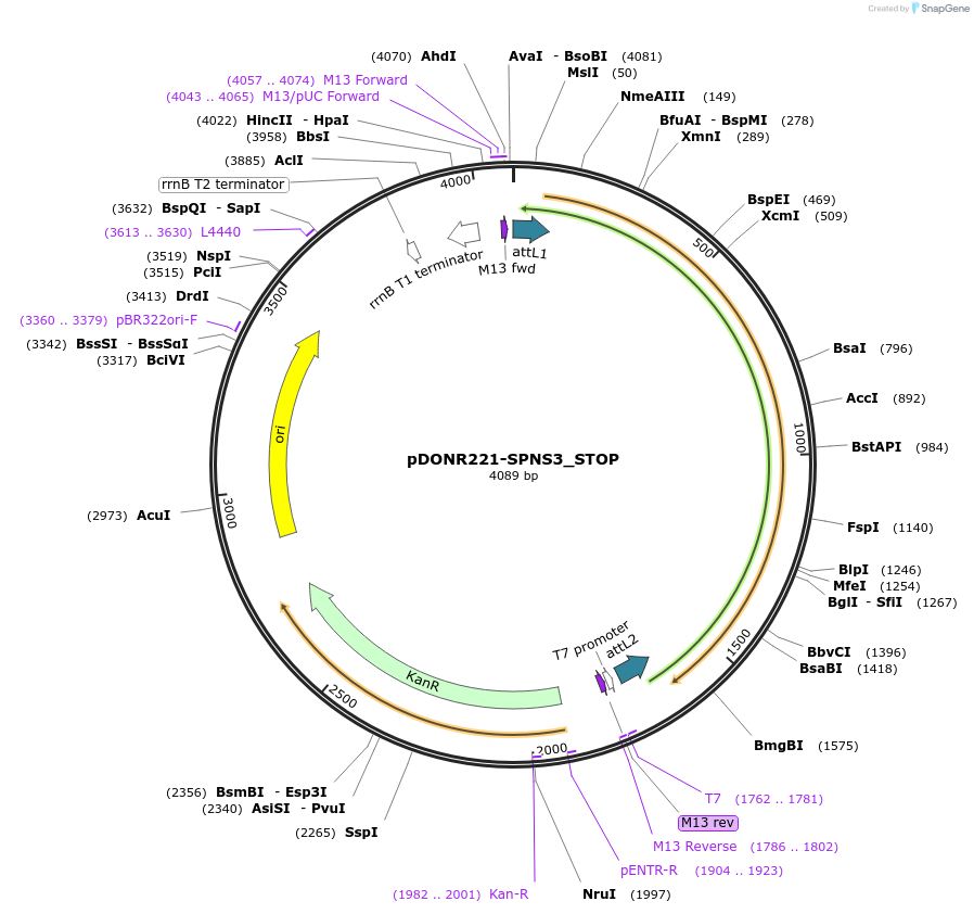 161451-plasmid-map-sequence-id-355838
