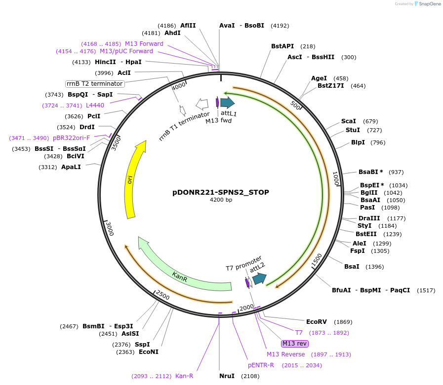 161473-plasmid-map-sequence-id-355839