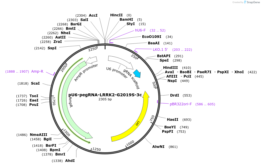 180434-plasmid-map-sequence-id-355852