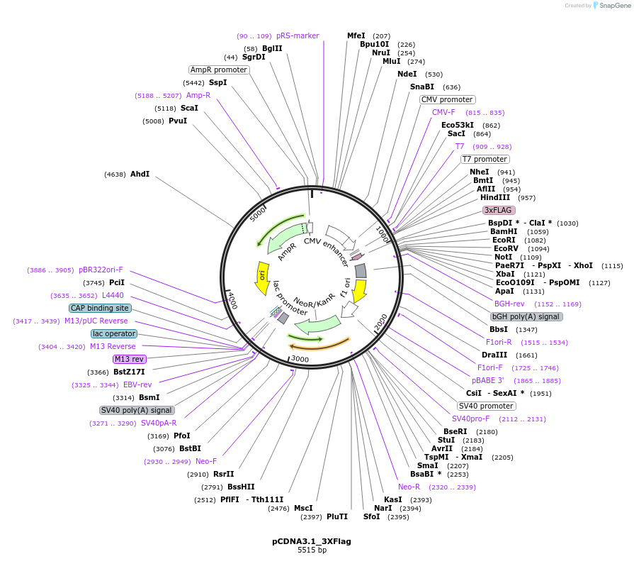 182494-plasmid-map-sequence-id-355855