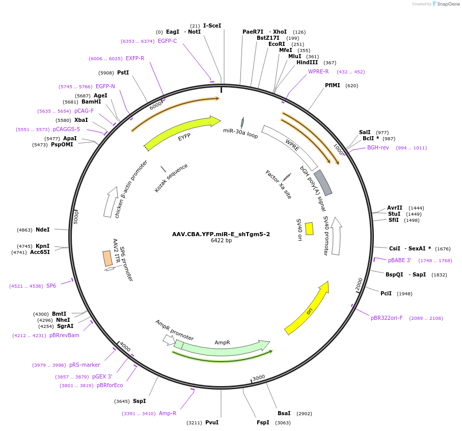 180395-plasmid-map-sequence-id-355859