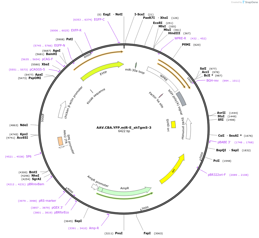 180396-plasmid-map-sequence-id-355862