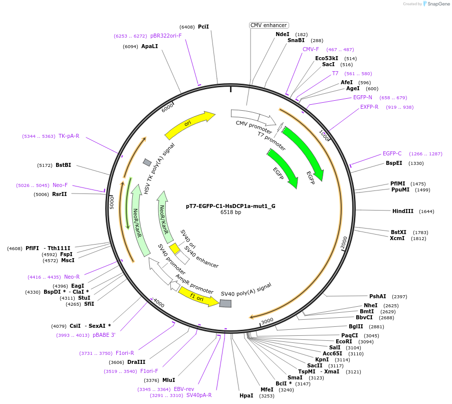 146415-plasmid-map-sequence-id-355869