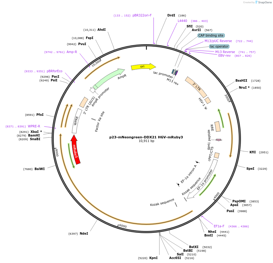 179227-plasmid-map-sequence-id-355906