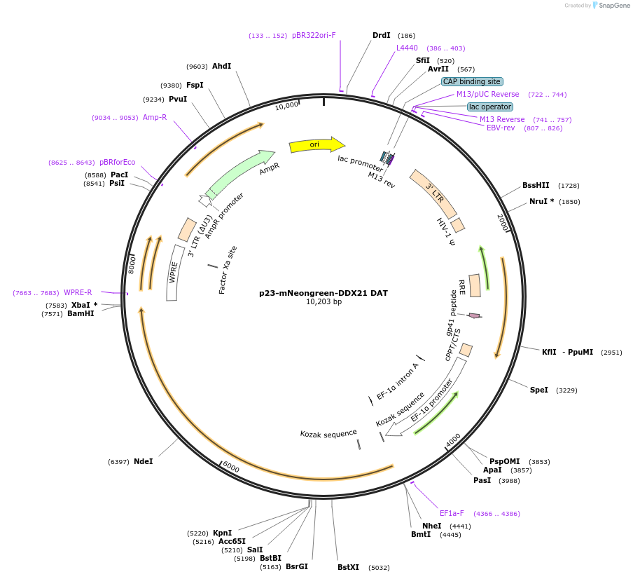 179229-plasmid-map-sequence-id-355908