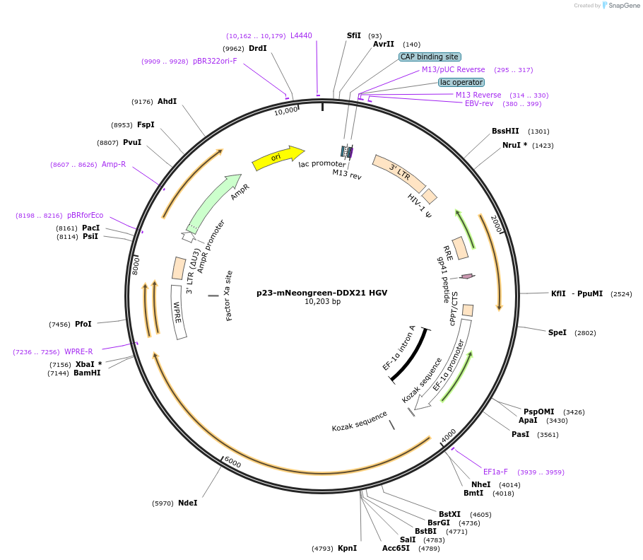 179230-plasmid-map-sequence-id-355909