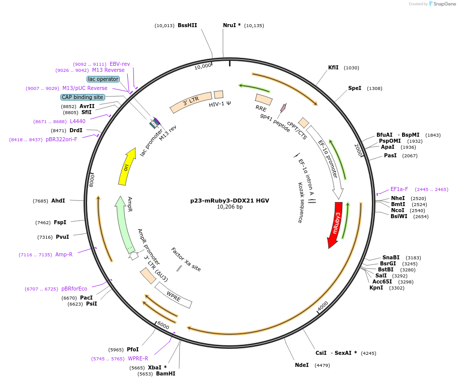 179233-plasmid-map-sequence-id-355912
