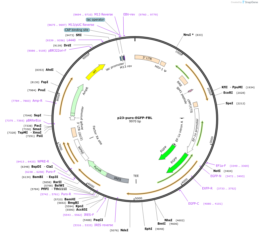 179235-plasmid-map-sequence-id-355916