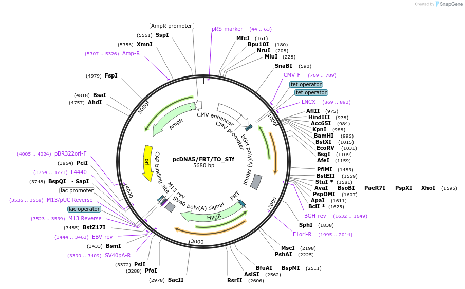 182000-plasmid-map-sequence-id-355918