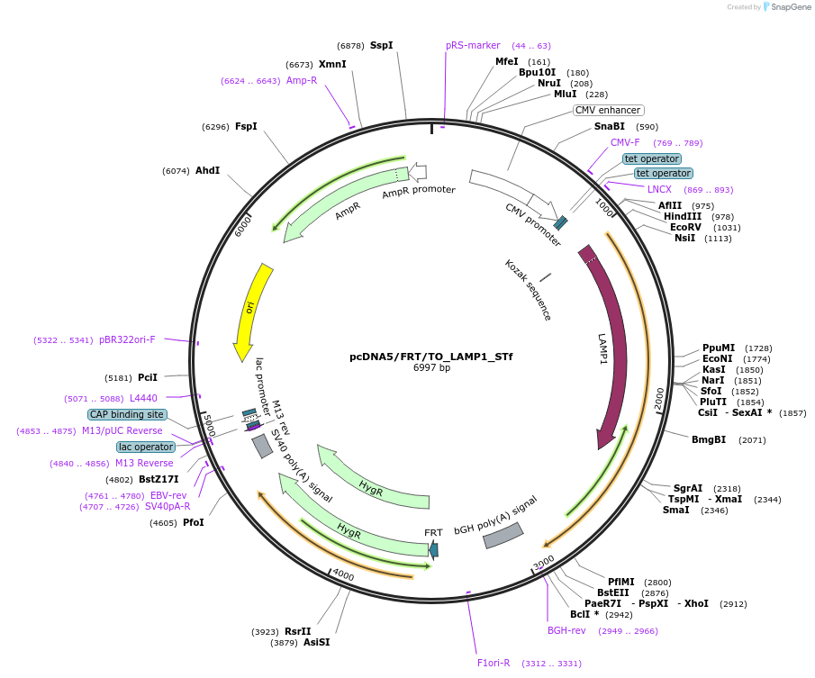 182006-plasmid-map-sequence-id-355919