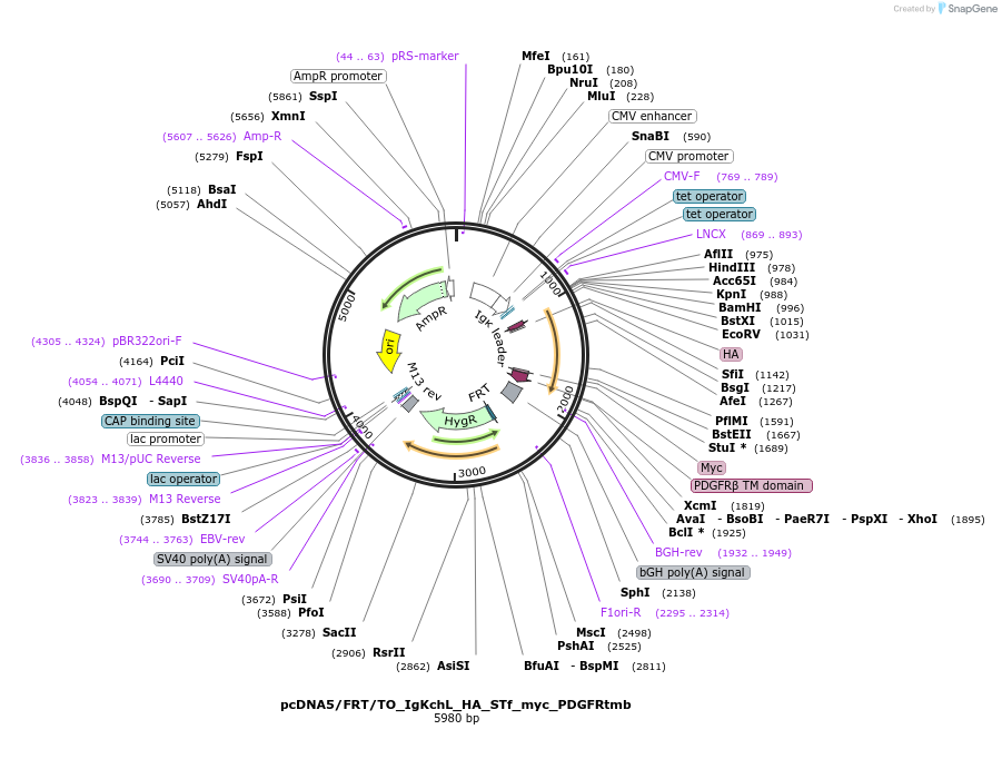 182009-plasmid-map-sequence-id-355921