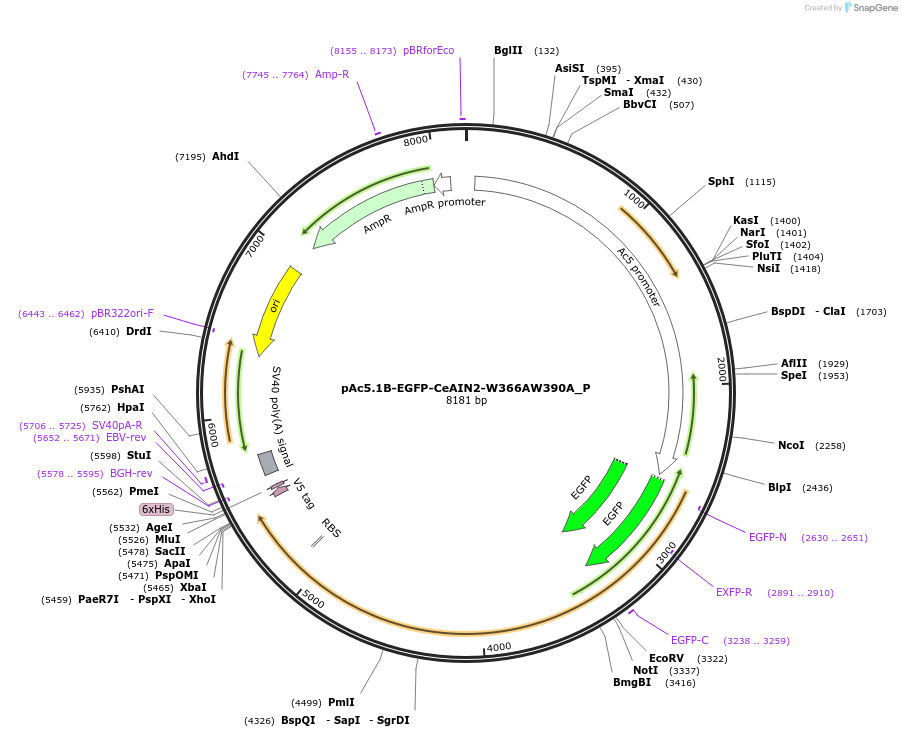 147235-plasmid-map-sequence-id-355926