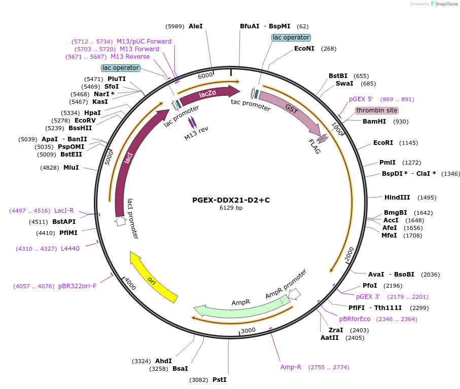 179243-plasmid-map-sequence-id-355927
