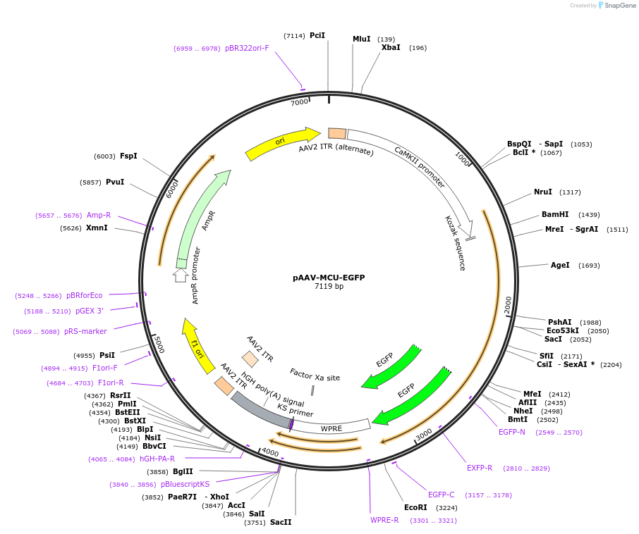 181866-plasmid-map-sequence-id-355942