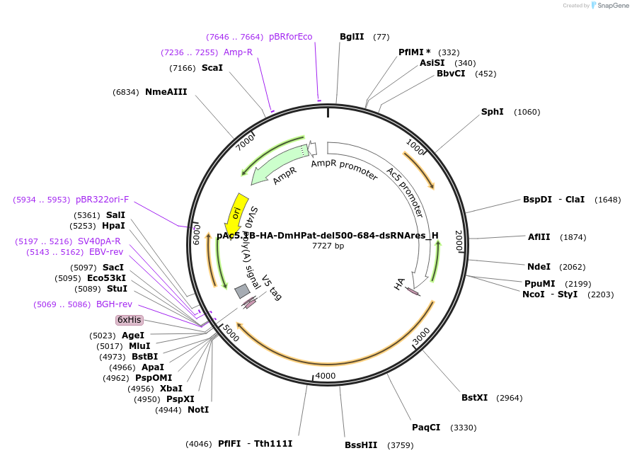 146466-plasmid-map-sequence-id-355949