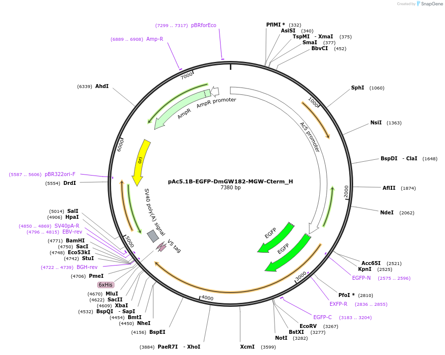 146484-plasmid-map-sequence-id-355951