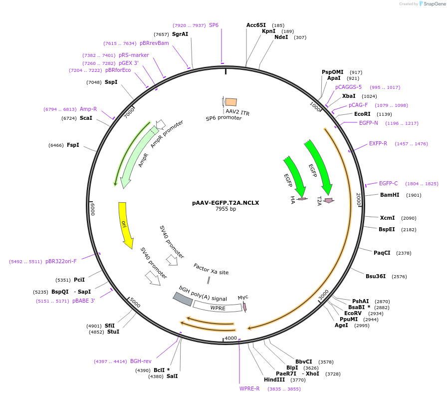 181873-plasmid-map-sequence-id-355952