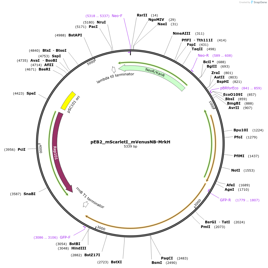 182291-plasmid-map-sequence-id-355953