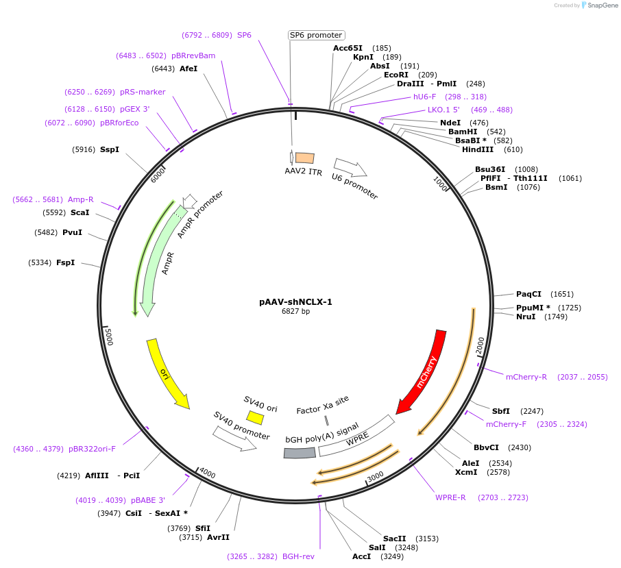 181870-plasmid-map-sequence-id-355957