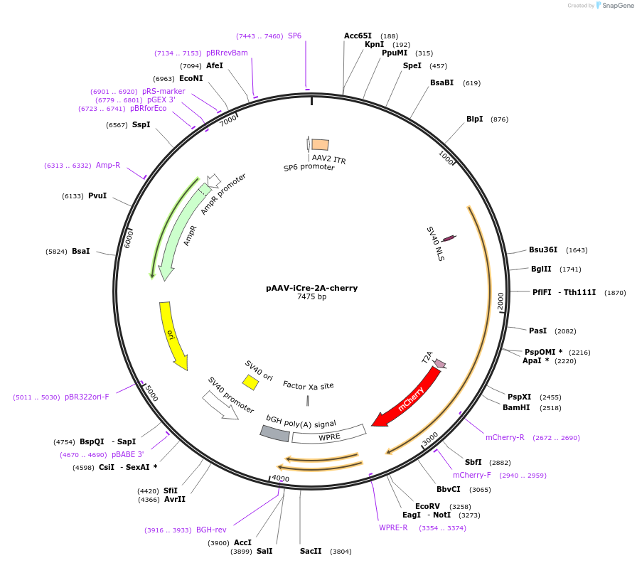 182246-plasmid-map-sequence-id-355958