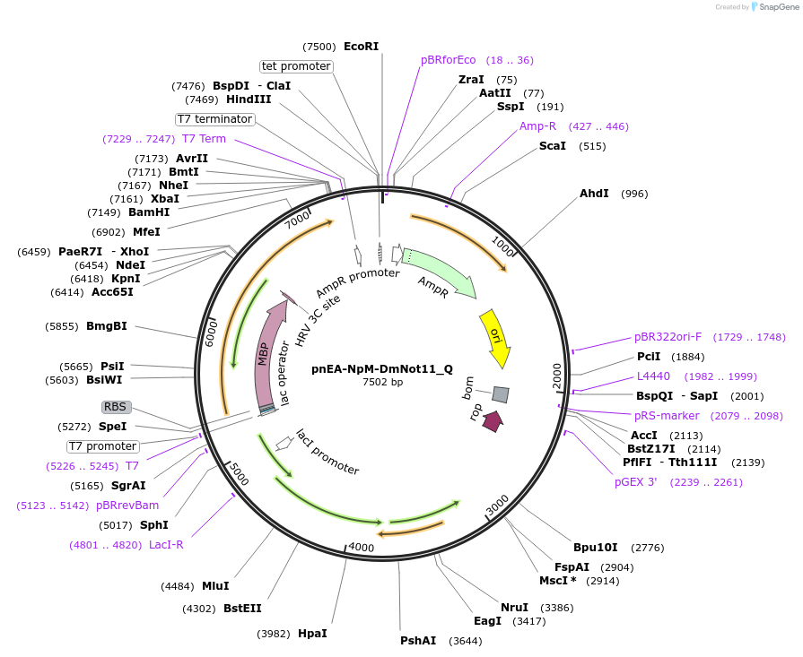147307-plasmid-map-sequence-id-355959