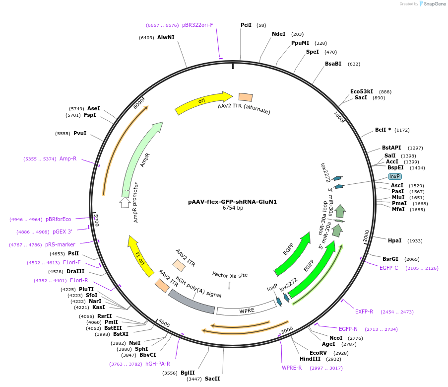 182502-plasmid-map-sequence-id-355962