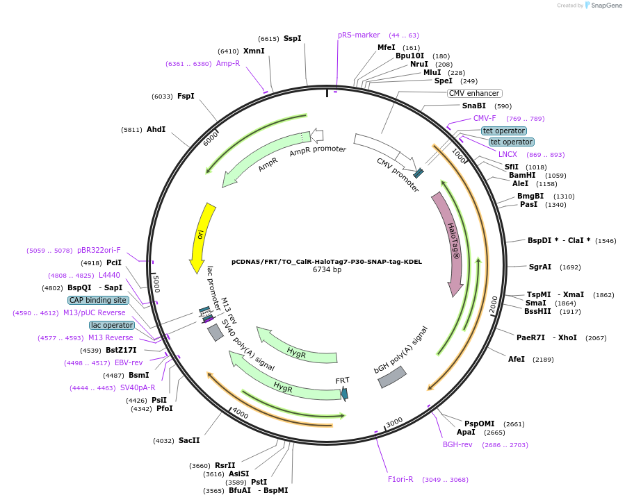 182012-plasmid-map-sequence-id-355966