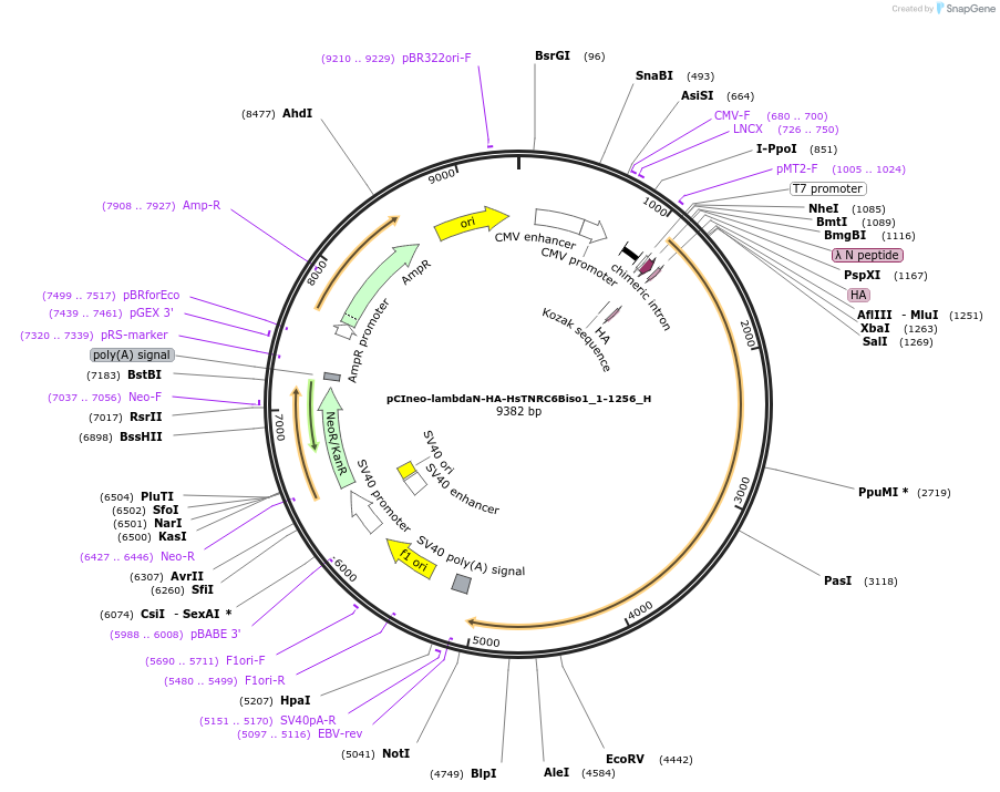 146509-plasmid-map-sequence-id-355969