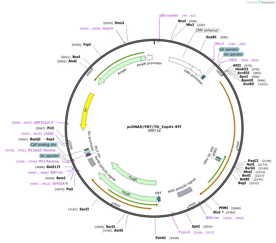 182010-plasmid-map-sequence-id-356016