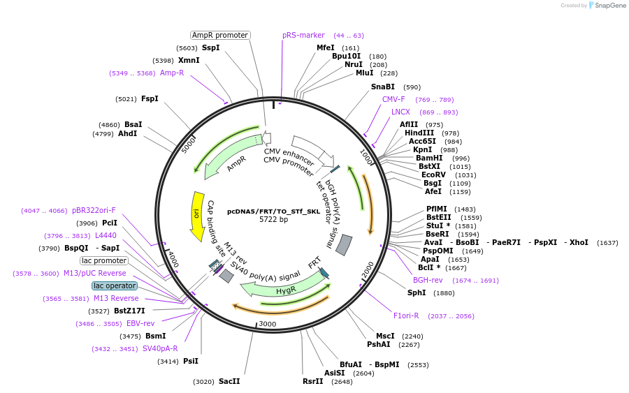 182007-plasmid-map-sequence-id-356017