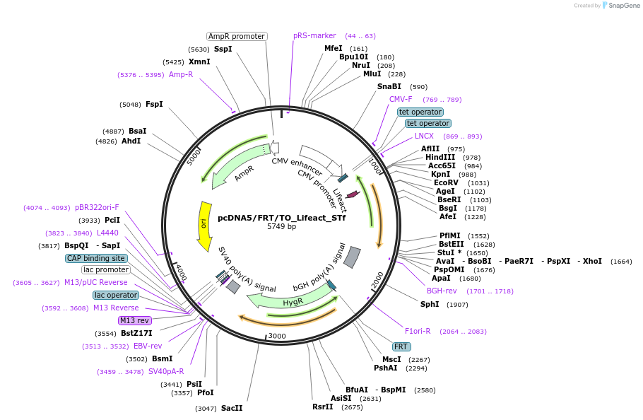 182011-plasmid-map-sequence-id-356031