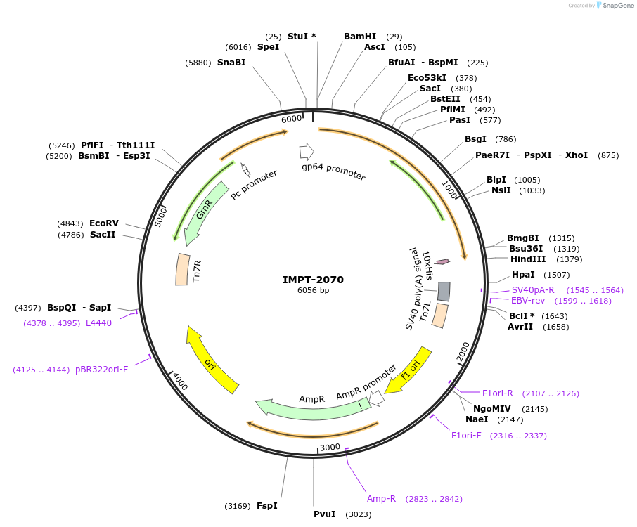 172092-plasmid-map-sequence-id-356073