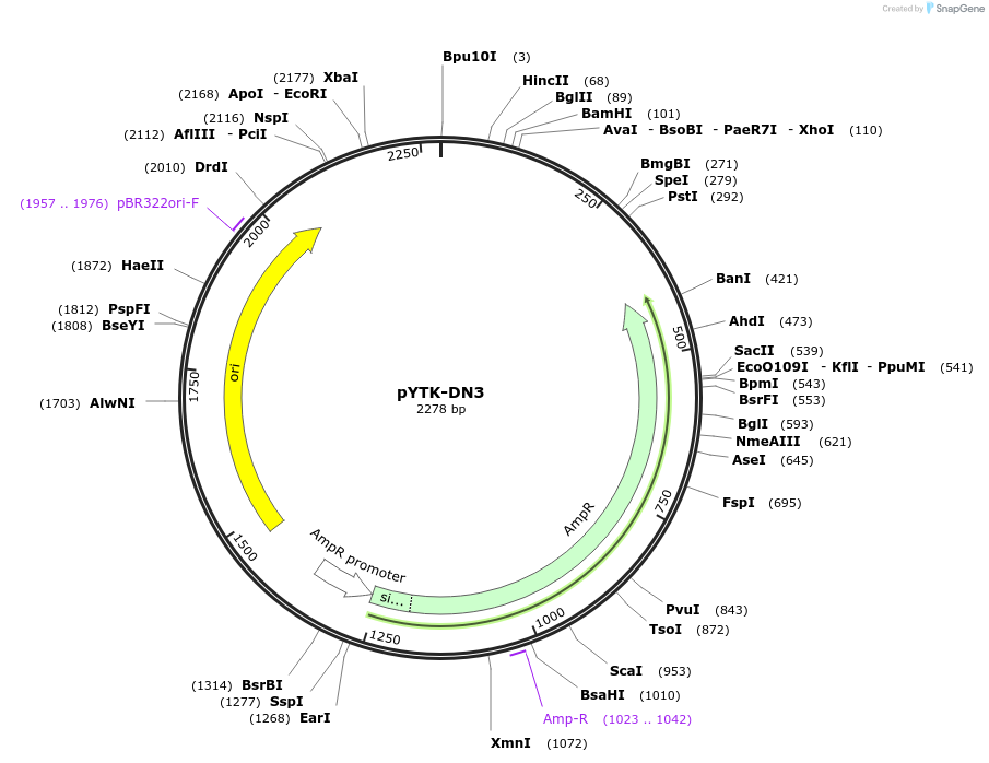 180284-plasmid-map-sequence-id-356077