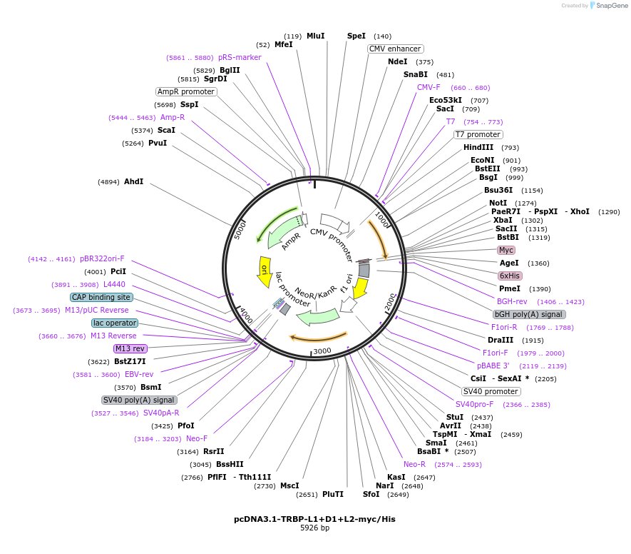 180599-plasmid-map-sequence-id-356081