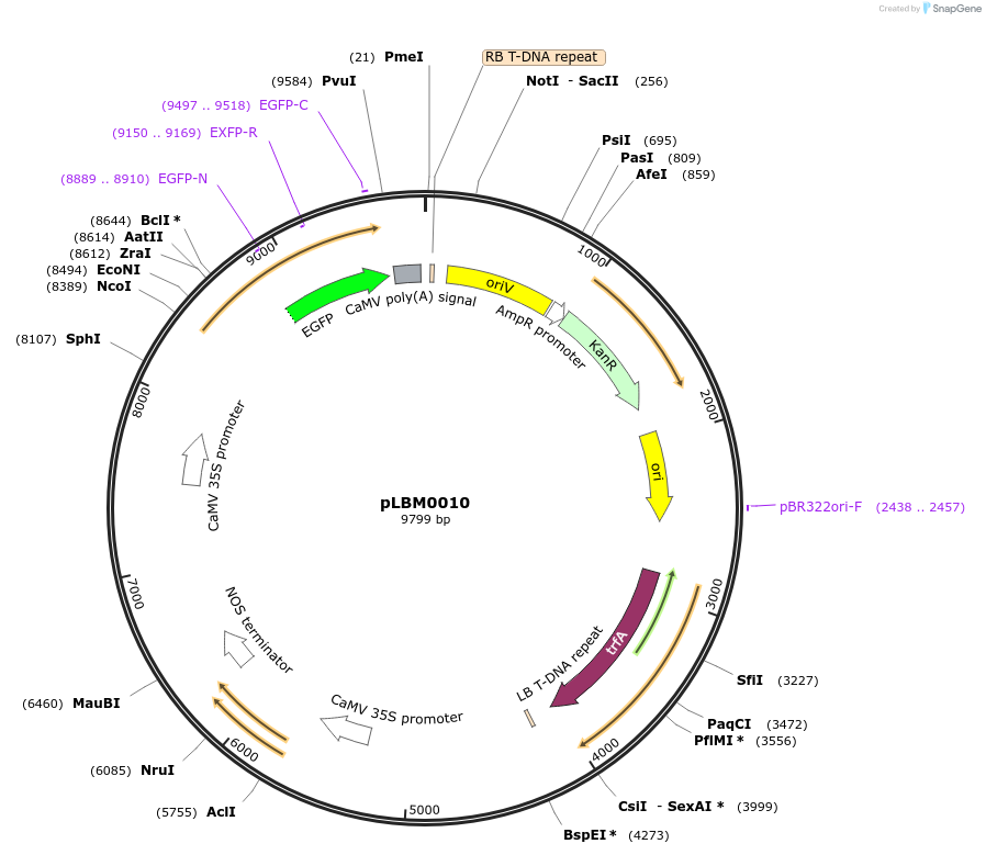172816-plasmid-map-sequence-id-356087
