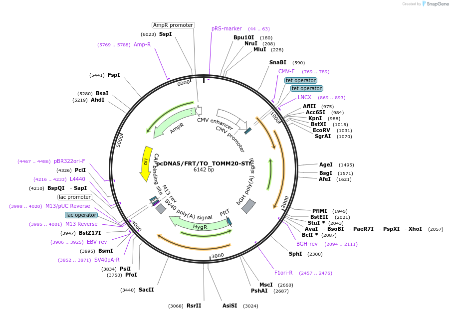 182002-plasmid-map-sequence-id-356088