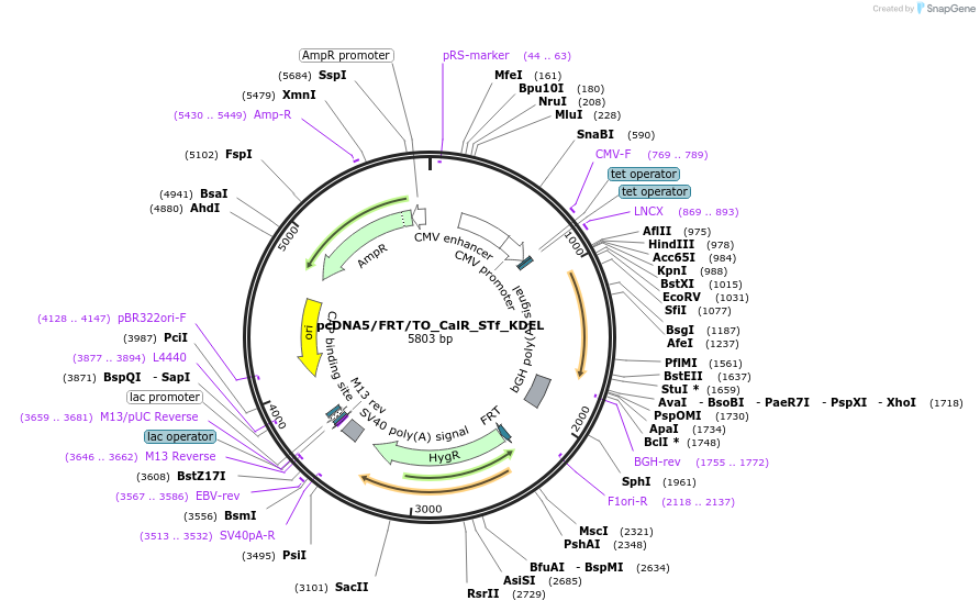 182004-plasmid-map-sequence-id-356090