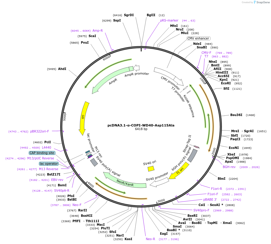180760-plasmid-map-sequence-id-356107