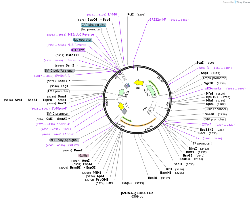 178426-plasmid-map-sequence-id-356147