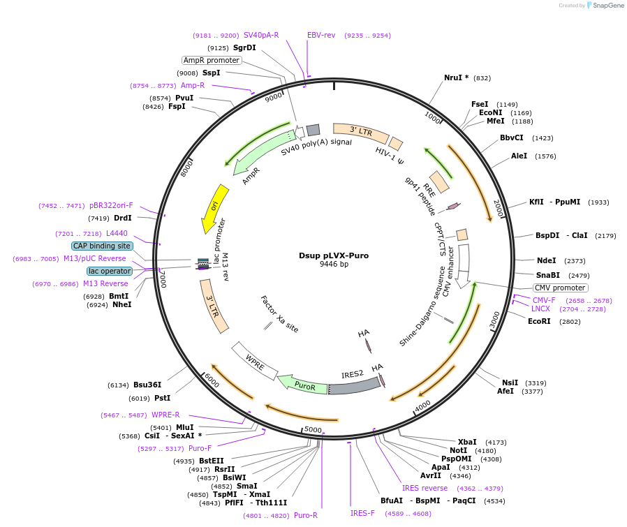 180635-plasmid-map-sequence-id-356151