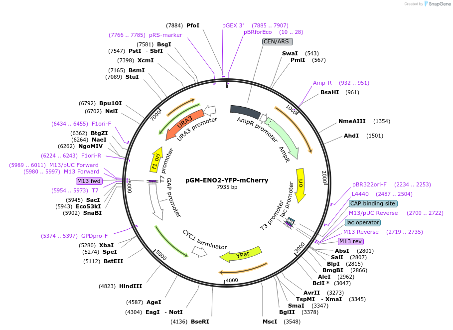 180569-plasmid-map-sequence-id-356165